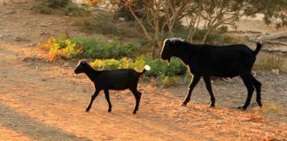 Flora und Fauna auf Menorca